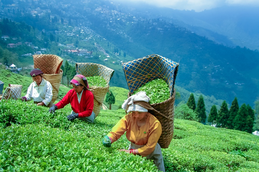 Darjeeling Tour Package